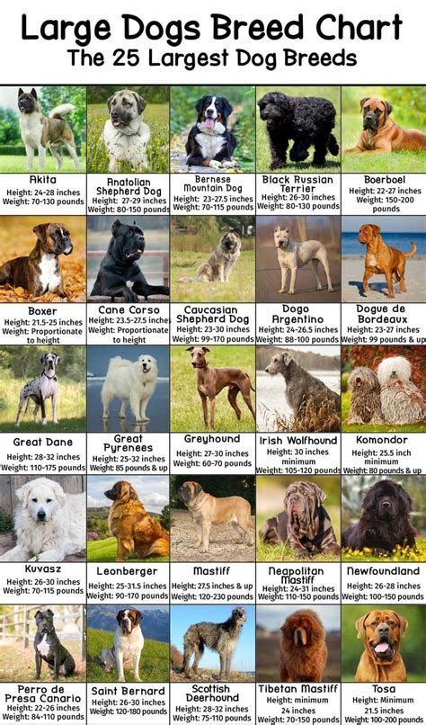 large dogs breed chart with the names and breeds for each dog in their respective area