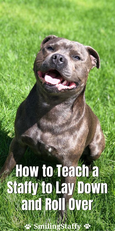 How to Teach a Staffy to Lay Down and Roll Over | Staffordshire bull terrier, Cute funny animals ...