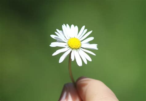 Daisy Flower Meaning In English | Best Flower Site