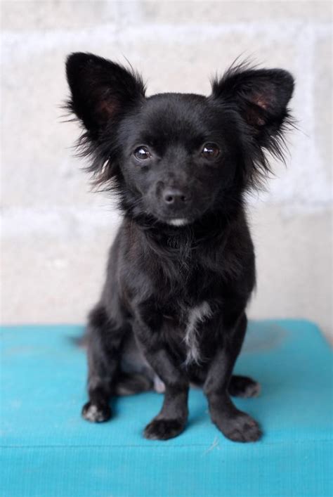 Chihuahua Black Mix - Pets Lovers