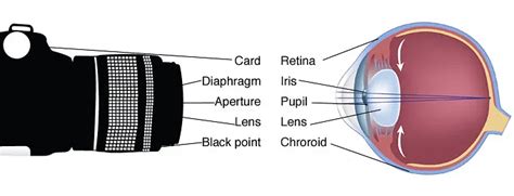 Difference between Human Eye and Camera: Definition and Similarities