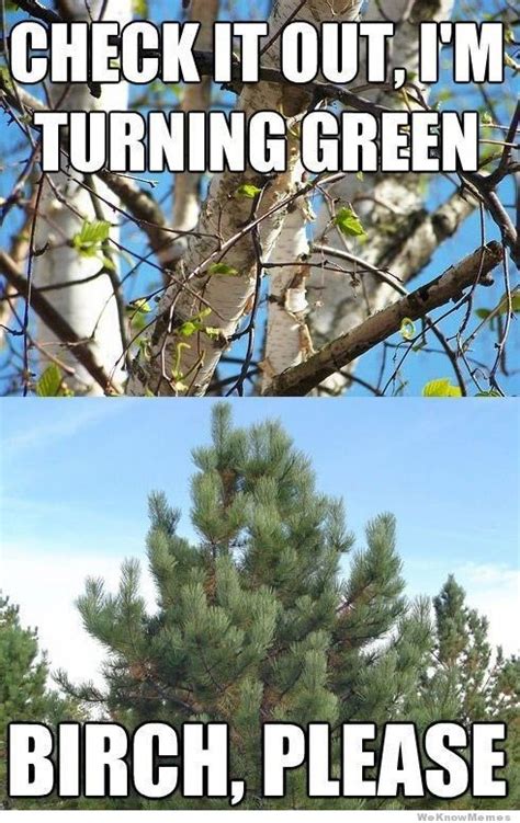 birch please meme Funny Pics, Funny Pictures, Funny Quotes, Funny Memes ...