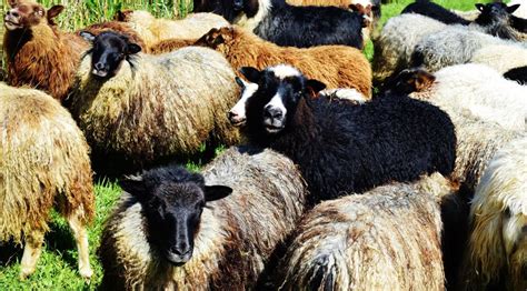 Spice of life woven into Icelandic sheep | Business | agupdate.com