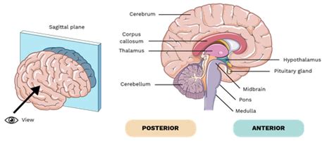 Diencephalon - Labster