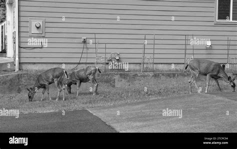 deer fallow in the street. deer fallow animal. deer fallow brown color. photo of deer fallow ...