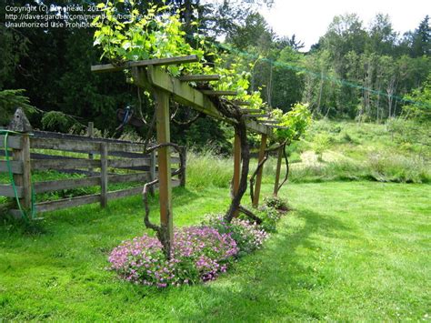 grape vine trellis on Pinterest | Grape Vines, Grape Arbor and Grape Trellis