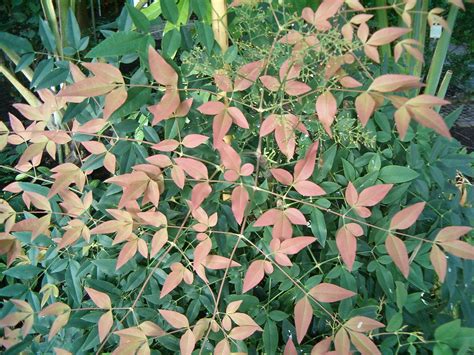 Nandina - Wikipedia