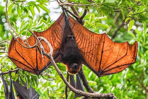 Boracay’s golden-crowned ‘Flying Fox’ abandons famous island