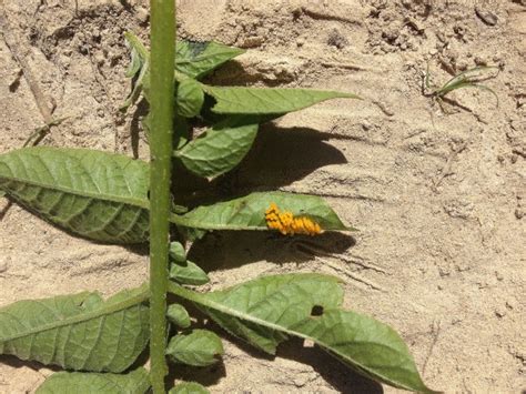 Potato Beetle Larvae | thickety creek farm