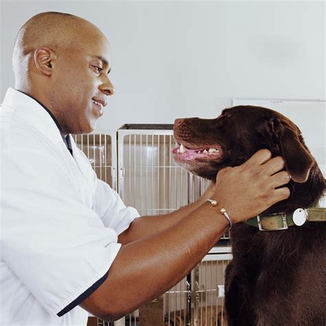 Veterinarian | explorehealthcareers.org