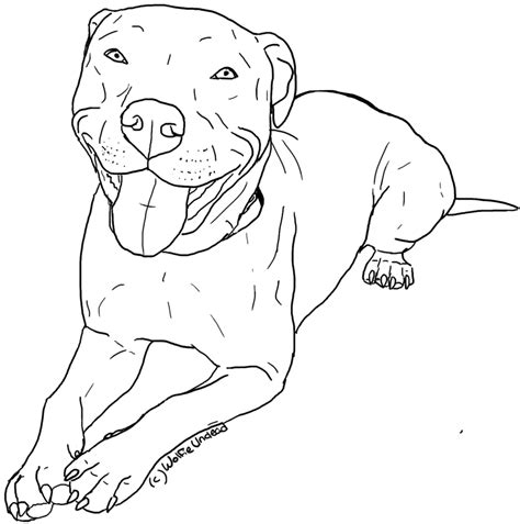 pitbull coloring pages - Clip Art Library