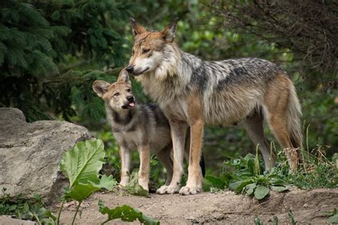 Conservation groups celebrate record Mexican wolf population but caution against using numbers ...