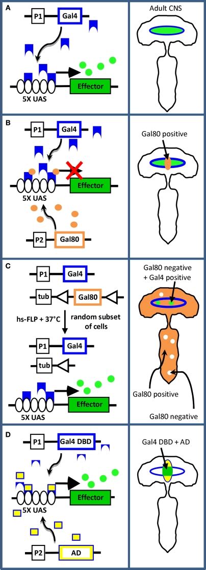 Methods of transgene targeting. (A) The Gal4-UAS system described in... | Download Scientific ...