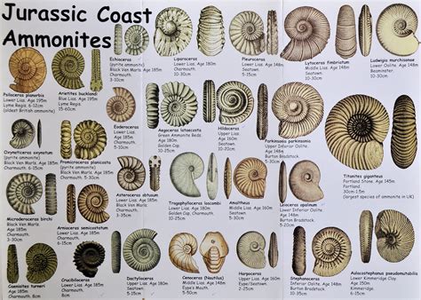 Withernsea Fossil Formation