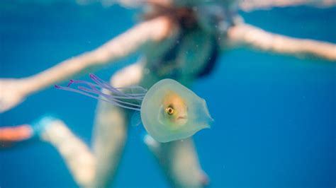 Ocean Photographer Captures Live Fish Stuck Inside a Jellyfish | Mental Floss