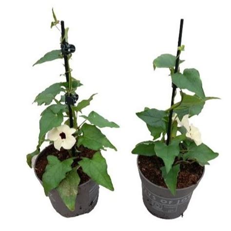 Thunbergia alata 'White Halo' — Plant Wholesale FlorAccess