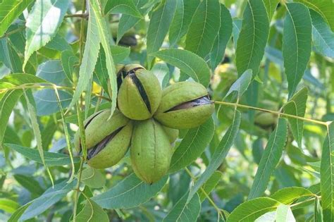 Ways to Harvest Pecans- Nut Dynasty Lays Out Pecan Harvesters - Bag-A-Nut