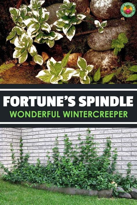 Wonderful wintercreeper can be a fantastic climbing vine, a low ground ...