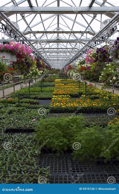 Greenhouse Plants and Flowers for Sale Stock Photo - Image of flats, thumb: 9315130