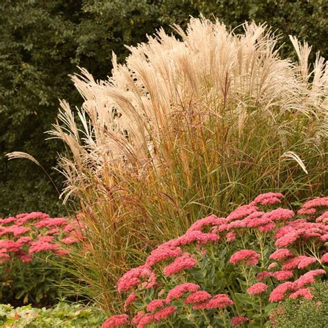 Maiden Grass Flowers Perennials, Perennial Plants, Replace Lawn, Garden Express, Cortaderia ...