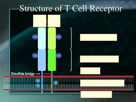 PPT - Structure of T Cell Receptor PowerPoint Presentation - ID:3379348