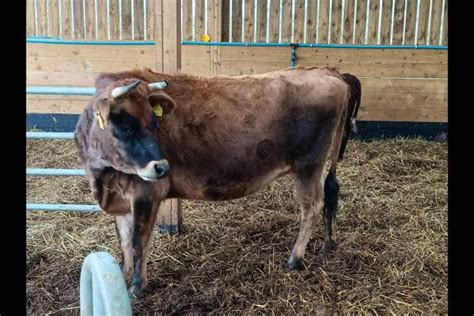 2 Organic Jersey In-Calf Dairy, Breeding Cows | SellMyLivestock - The Online Livestock Marketplace