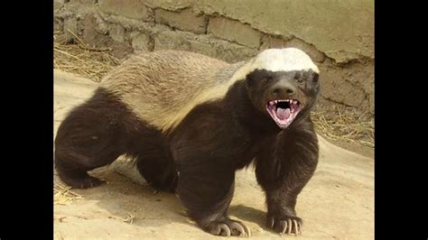 Honey Badgers: The Crazy Truth - YouTube