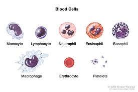 BLOOD CELL MODELS AND ILLUSTRAIONS Diagram | Quizlet