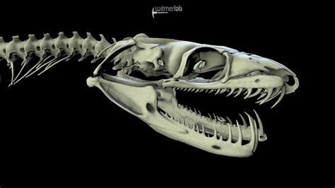 Snake Skeleton Diagram