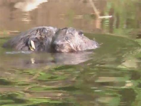 Beavers are back: England's first beaver colony in centuries has young ...