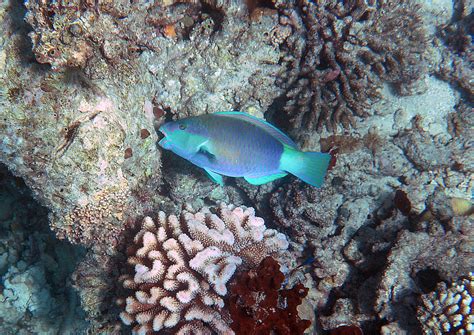 Parrot fish eating a coral, Maldeivs Coco Boduhithi | Flickr