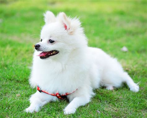 Everything You Need To Know About The White Pomeranian!
