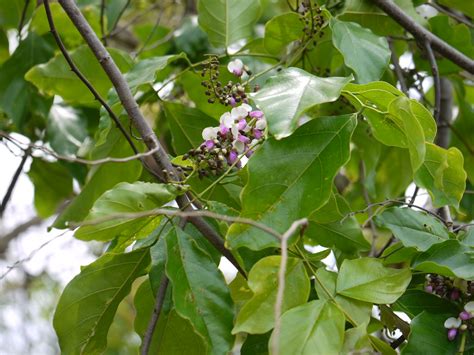 Karanja (Bengali: করঞ্জ) | Fabaceae (pea, or legume family) … | Flickr