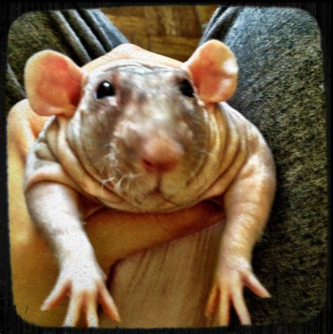 Barnabe the hairless rat! He is FANTASTIC! I needs him :) | Cute rats, Pet rats, Cute animals