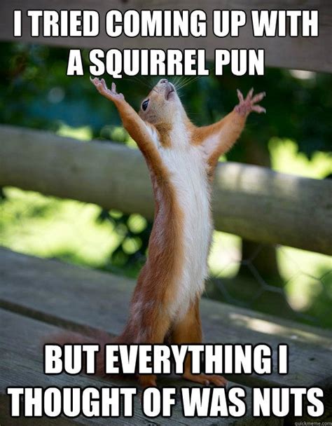 52 best Squirrels...enemy of the neighborhood lol images on Pinterest ...