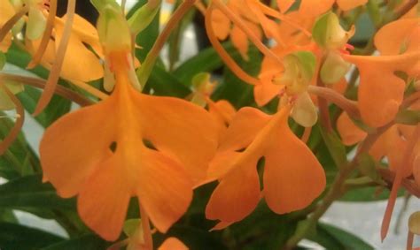 Plant Photography: Habenaria rhodocheila Bog Orchid Orange Flower