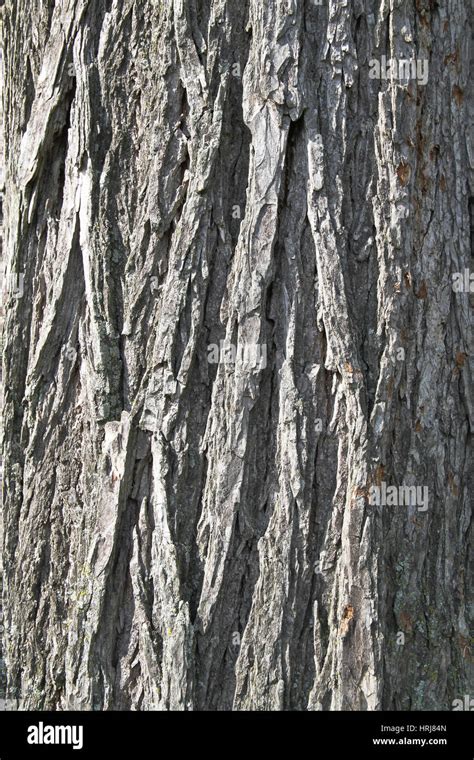 Elm Tree Bark Stock Photo - Alamy