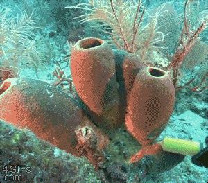 Animated GIF - Find & Share on GIPHY | Sea sponge, Gif, Sponges