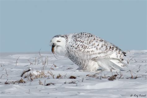 Snowy Owls Photo Workshop: Capture Nature's Majesty