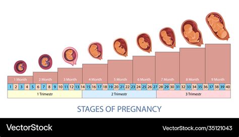 Stages pregnancy and baby fetus development Vector Image