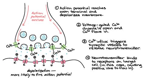 Diagram Of A Neuron - exatin.info