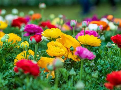 Ranunculus Varieties For The Garden | Gardening Know How