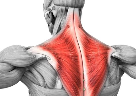 Trapezius Muscle - Anatomy, Origin, Insertion, Function, Exercise