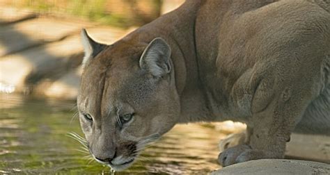 Cougar Facts - 12 Interesting Facts About Cougars | KickassFacts.com