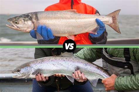 Atlantic Salmon vs. Sockeye Salmon: What’s the Difference? – Alaskan Salmon Co.