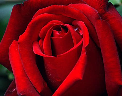 Ingrid Bergman. | Rosa 'Ingrid Bergman' is a hybrid tea rose… | Flickr