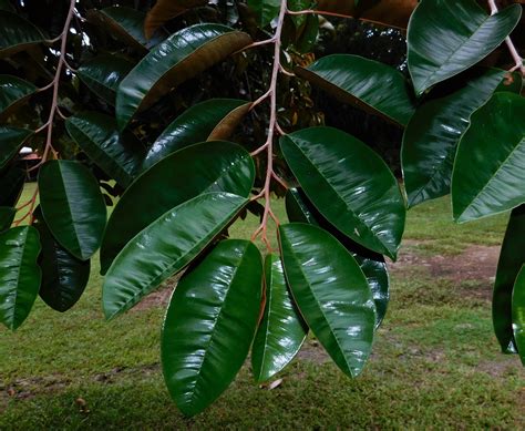 Chrysophyllum cainito - Arboretum