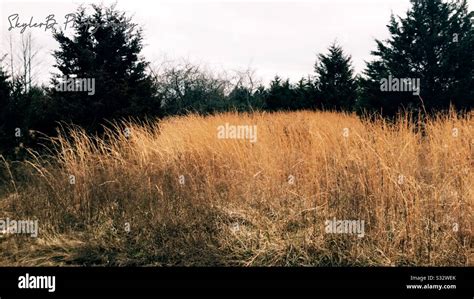 Field of pine trees Stock Photo - Alamy