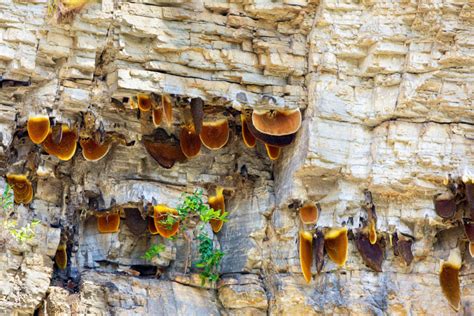 The Strange History of Wild Honey Harvested From the Cliffs of Nepal - MyStart