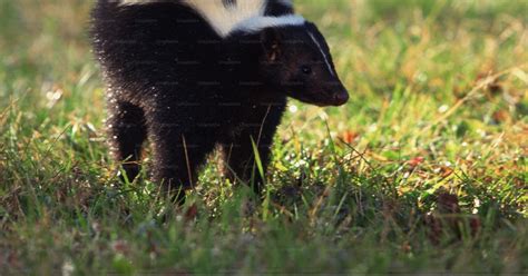 A black and white skunkt walking across a grass covered field photo ...